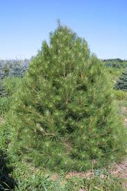 austrian pine