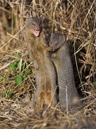 mongoose pictures