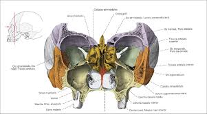 atlas sobotta