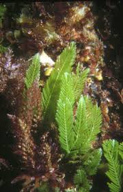 chlorella