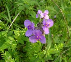 spiderwort