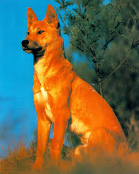 dingo dog