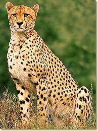 cheetah face
