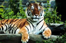 big cat pictures