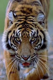 animal wild