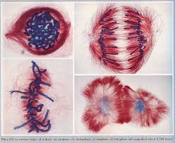 mitosis video