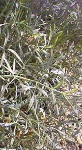 crithmum maritimum