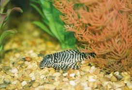 king tiger pleco