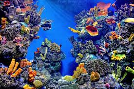 tropical fish paintings