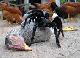 chicken net