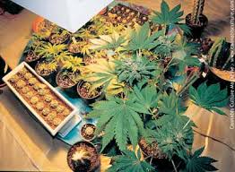grow peyote