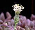 senecio herreianus