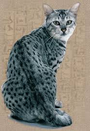 egyptian mau