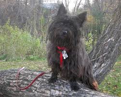 black cairn terrier