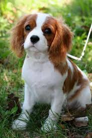 cavalier king charles dog