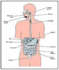 What is Gastroesophageal Sphincter with Biology?