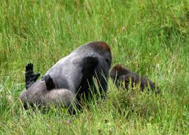 gorillas behavior