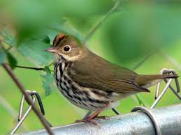 illinois birding