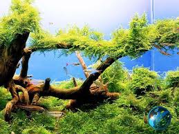 aquatic moss