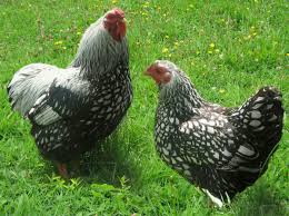 race de poule