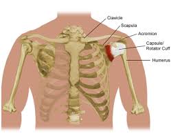Clavicle English \x26lt; clavicula