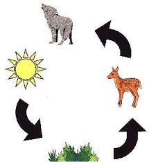 forest food chains