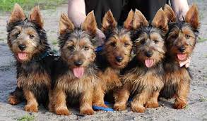 australian terrier