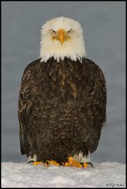 bald eagle images