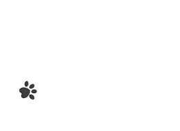 kitten paw prints