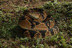 lachesis muta muta