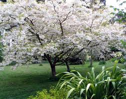 japanese flowering cherry