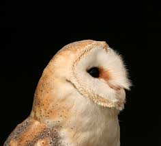 barn owls