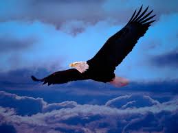 aigle