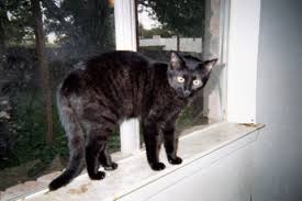 black tabbies