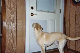 door shield