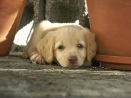 photo de chien trop mignon