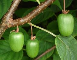 kiwi fruit cultivation