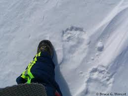 polar bear prints