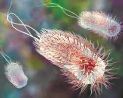E. coli poisoning from