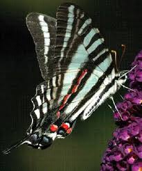 zebra swallowtail caterpillar