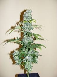sensi seed