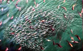 school of fish