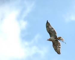 animals in the sky