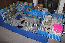 guinea pig runs