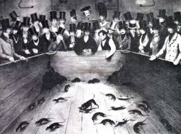 kill the rats