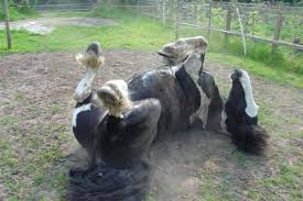 equine colic