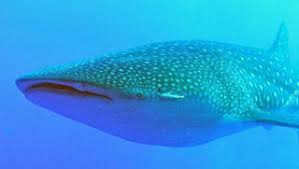 belize packages