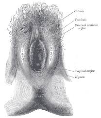 Name \x3d Frenulum labiorum