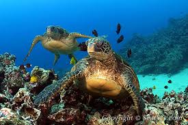 sea turtles in hawaii