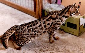 leopard cat pictures